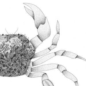 Dessin Original Crabe